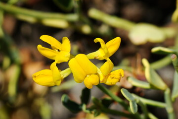 Wildflower (Coronilla minima subsp. minima)