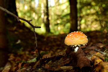Red mushroom amanita toxic, also called panther cap. False blusher amanita mushroom in the forest against the background of green vegetation