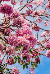 Rosy Trumpet Tree (Tabebuia rosea) Nicaragua