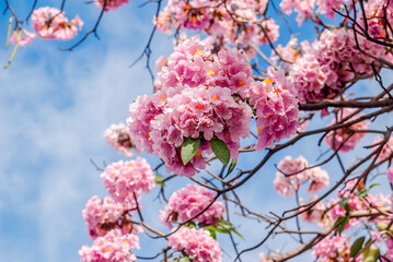 Rosy Trumpet Tree (Tabebuia rosea) Nicaragua