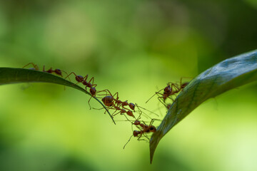 Ant action standing.Ant bridge unity team,Concept team work together