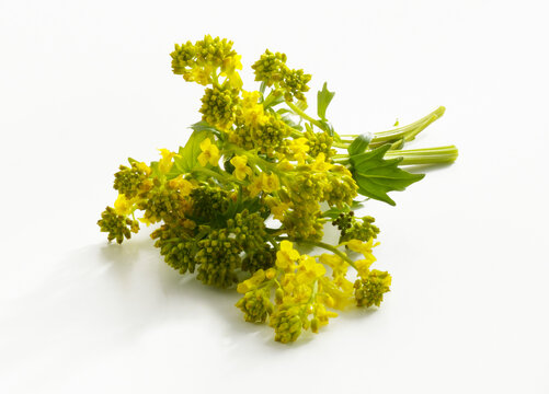 Blooming bittercress against a white background