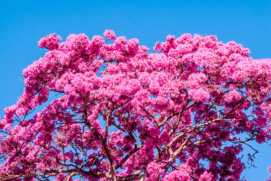 Rosy Trumpet Tree (Tabebuia rosea) Nicaragua