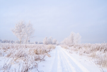 Hoarfrosty trees, Moscow region, Russia