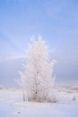 Hoarfrosty trees, Moscow region, Russia