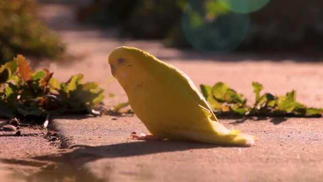 A close up shot of a lonesome and bright yellow parakeet, back lit by natural sunlight, surrounded by a touch of plant life.