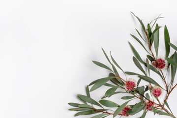 Australian native Hakea leaves and flowers on a white wooden background photographed from above. Composition frames the blank space to allow for copy.