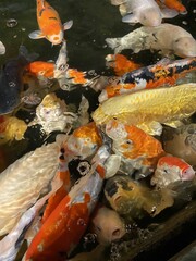 colorful fish swim in the pool for beauty