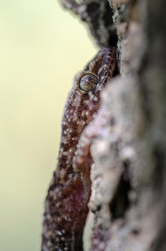 Grèce Crète Gecko Hemidactylus Turcicus