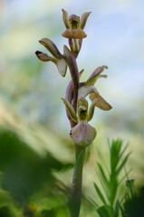 Grèce Crète orchidée