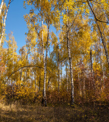 Golden fall. Silver Birch (Betula pendula) in deciduous forest in Central Russia