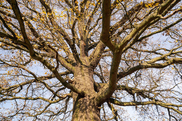 Baum, Eiche, Jahreszeit