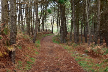 Fototapeta premium Pine tree forest with path covered with needles.