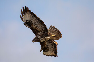 Grèce Crète buse variable