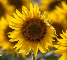 Fototapeta premium Close-Up Of sunflowers at the field in summer. 