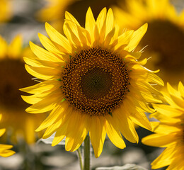 Close-Up Of sunflowers at the field in summer.	