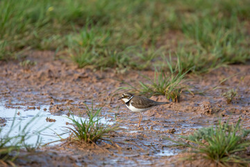 Grèce Crète Petit gravelot