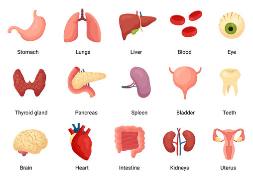 Internal organs of human body, anatomy and medicine