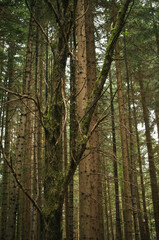 Fototapeta premium Hiking in Dachstein mountains (Dachsteingebirge)