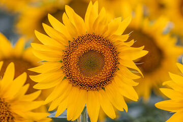 Naklejka premium Close-Up Of sunflowers at the field in summer. 
