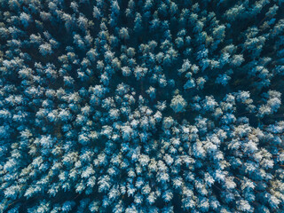 Blue background texture of a frozen forest at winter, top earial view