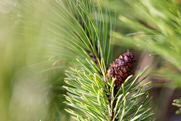 Brown pine cone on the background of green branches