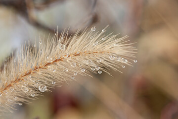 Water droplets on dry beige grass against the background of an ornamental shrub