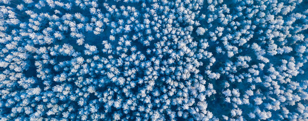 Obraz premium Blue background texture of a frozen forest at winter, top earial view