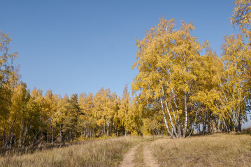 Fototapeta premium Golden fall. Silver Birch (Betula pendula) in deciduous forest in Central Russia