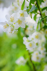 Twig with white jasmine flower in spring