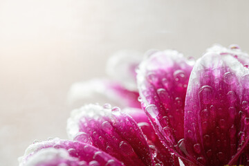 Wet chrysanthemum macro photo