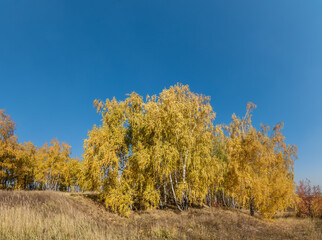 Fototapeta premium Golden fall. Silver Birch (Betula pendula) in deciduous forest in Central Russia