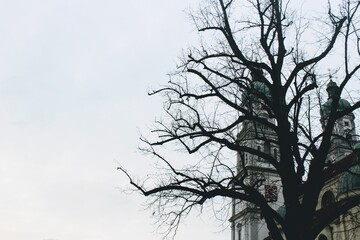 tree on the background of the Church