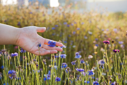 Hand Touching A Flower Dyed In The Sunset