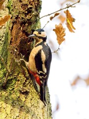 A female Greater Spotted Woodpecker (Dendrocopos major) looking for food on the side of a tree in Seckar Wood in Wakefield, West Yorkshire