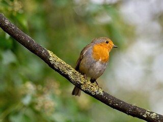 A European Robin (Erithacus rubecula) sat on the branch of a tree in Seckar Wood in Wakefield, West Yorkshire