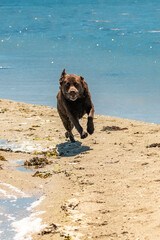 A chocolate labrador running on the beach
