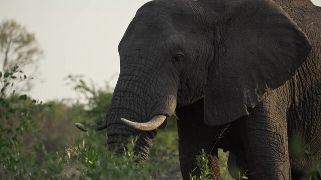 A female African elephant stands peacefully grazing at sunset