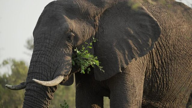 A large female African elephant stands feeding peacefully