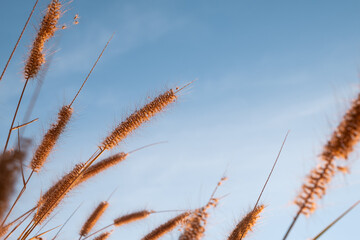 Fountain grass flowers with golden hour sunset light against evening sky. Copy space.