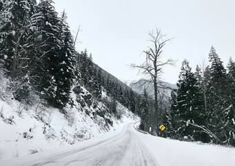 Coniferous snowy forest in the Rocky Mountains. The road between tall spruce trees and mountain...