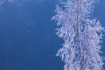A totally frosted white branches, winter background
