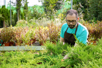 Pensive middle-aged gardener holding small thuja in pot. Bearded garden worker in glasses wearing...