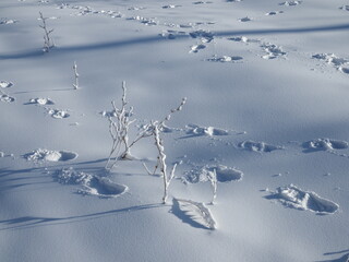 fresh layer of snow covered the branches of shrubs and blades of grass, the change of season, the beginning of winter