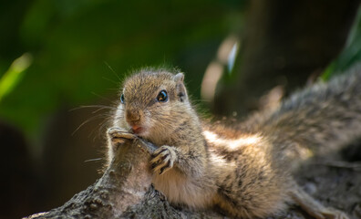 amazing squirrel is roaming in the forest