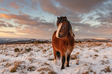 Welsh pony in the snow