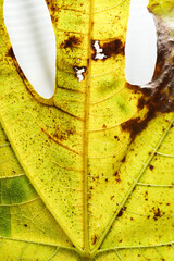 Autumn concept view