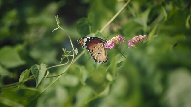 a beautiful butterfly is collecting honey