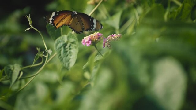 a beautiful butterfly is collecting honey