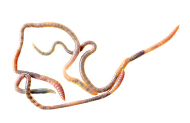 Earthworms isolated on a white